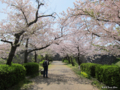 [九州][花][桜]福岡城潮見櫓に続く桜並木