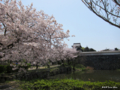 [九州][花][桜]福岡城址潮見櫓と桜 I