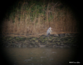 [東京][鳥]アオサギ 望遠鏡で覗いてみた @東京港野鳥公園 