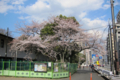 [東京][花][桜] 「春ノ嵐ニモ負ケズ」 @国立科学博物館付属自然教育園入口