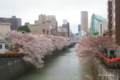 [東京][桜]目黒川 @目黒新橋