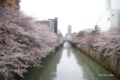 [東京][桜]目黒川 @田道橋