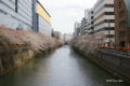 [東京][桜]目黒川 @太鼓橋