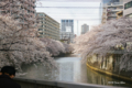 [東京][桜]目黒川