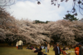 [東京][花][桜]桜 @新宿御苑