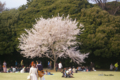 [東京][花][桜]桜 @新宿御苑