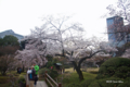 [東京][花][桜]