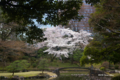 [東京][花][桜]