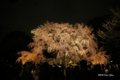 [東京][花][桜][夜景]六義園の夜桜 I