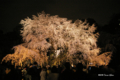 [東京][花][桜]六義園の夜桜 II