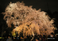 [東京][花][桜]六義園の夜桜 III