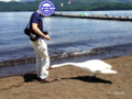 [富士五湖][山中湖][鳥]「白鳥にどつかれた男」