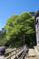 [岩手県][遠野]桂の巨木 @南部曲り家 千葉家