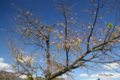 [岩手県][遠野][桜][花]季節外れの桜