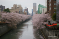 [花][桜][東京]目黒川の桜 I