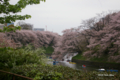 [花][桜][東京]千鳥ヶ淵の桜 I