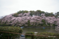 [花][桜][東京]千鳥ヶ淵の桜 II