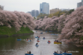 [花][桜][東京]千鳥ヶ淵の桜 III