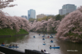 [花][桜][東京]千鳥ヶ淵の桜 IV