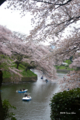 [花][桜][東京]千鳥ヶ淵の桜 V