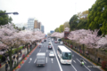 [花][桜][東京]靖国通りの桜