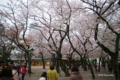 [花][桜][東京][靖国神社]靖国神社の桜 II