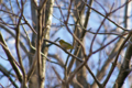 [鳥][東京港野鳥公園]メジロ @東京港野鳥公園