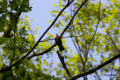 [鳥][ウトナイ湖][北海道]キビタキ @ウトナイ湖