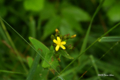 [北海道][アポイ岳][花]