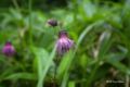 [北海道][アポイ岳][花]アポイアザミ @アポイ岳