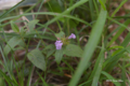[北海道][アポイ岳][花]