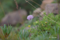 [北海道][アポイ岳][花]