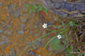 [北海道][アポイ岳][花]アポイツメクサ @アポイ岳