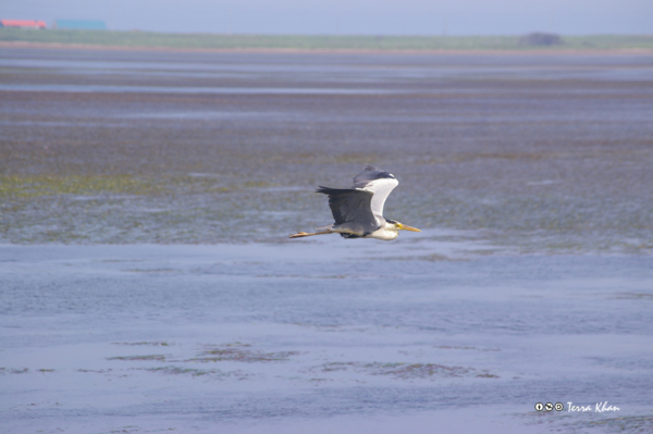 [北海道][野付半島][鳥]
