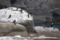 [北海道][知床][鳥]