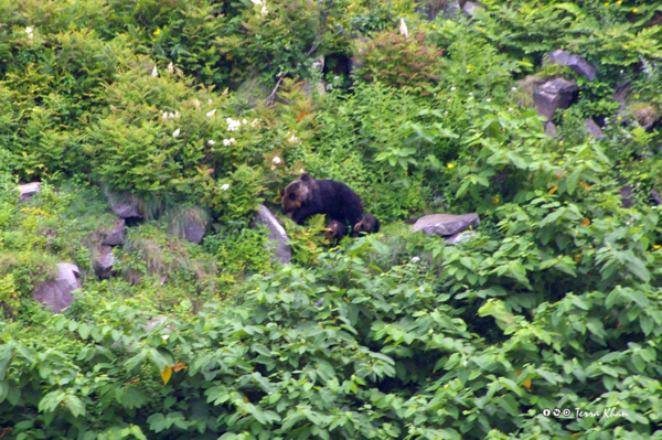 ヒグマの親子 @知床半島 洋上より撮影
