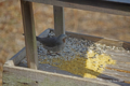 [北海道][鳥][ウトナイ湖]