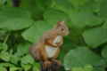 [北海道][動物]エゾリス