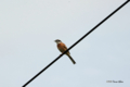 [北海道][鳥]ホオジロ