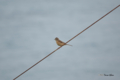 [北海道][鳥]ホオジロ
