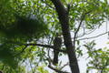 [北海道][鳥]ヒヨドリ @ウトナイ湖