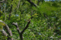 [北海道][鳥]アオジ? @ウトナイ湖