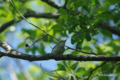 [北海道][鳥]センダイムシクイ @ウトナイ湖
