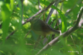 [北海道][鳥]ウグイス? @ウトナイ湖