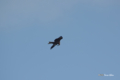 [北海道][鳥]トビ @ウトナイ湖