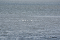 [北海道][鳥]オオハクチョウの家族 @ウトナイ湖