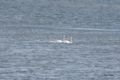 [北海道][鳥]オオハクチョウの家族 @ウトナイ湖