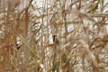 [北海道][鳥]