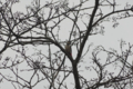 [北海道][鳥]