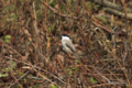 [北海道][鳥]